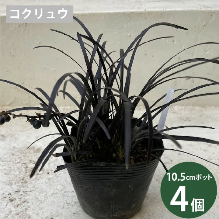 楽天市場】タマリュウ 3色セット 玉竜 斑入り玉竜 黒竜 7.5-10.5cm 3色 