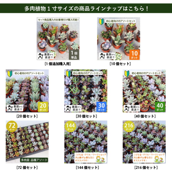 楽天市場】［セット購入者限定の追加単品購入用］農場直送！多肉植物 1 