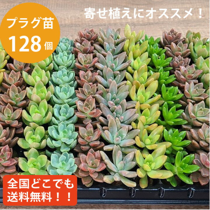 楽天市場 多肉植物 プラグ苗 128個 Sサイズ 多肉 セット 苗 ノ寄せ植え 初心者 入門 寄植え 送料無料 お得 ケース販売 まとめ買い 教材 アレンジの講習などに 大量 学校 教室やイベントなどに 品種 アソート ソラニワ