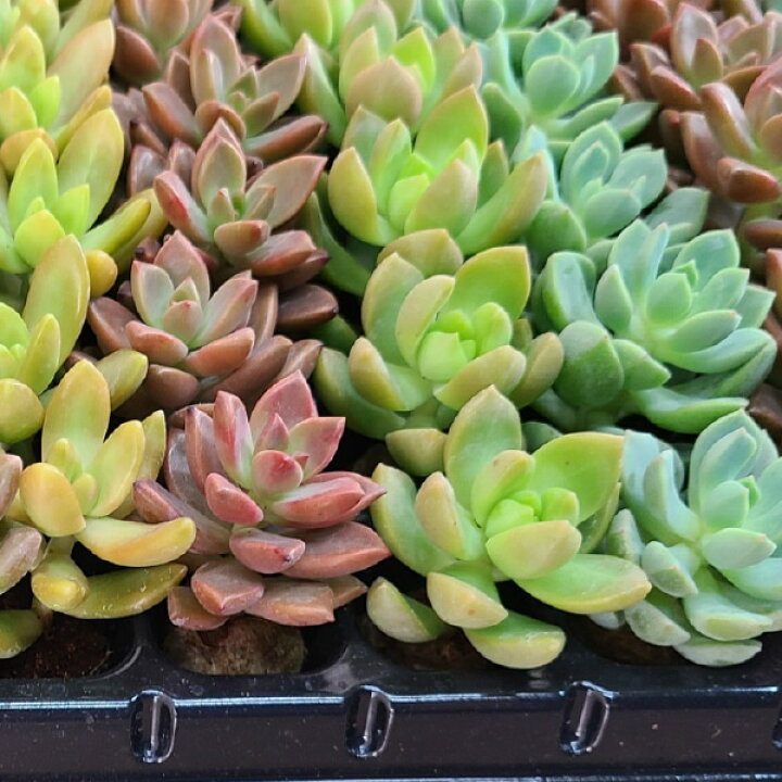 多肉植物 プラグ苗 5品種 105入り 5ケースセット 多肉植物32種セット