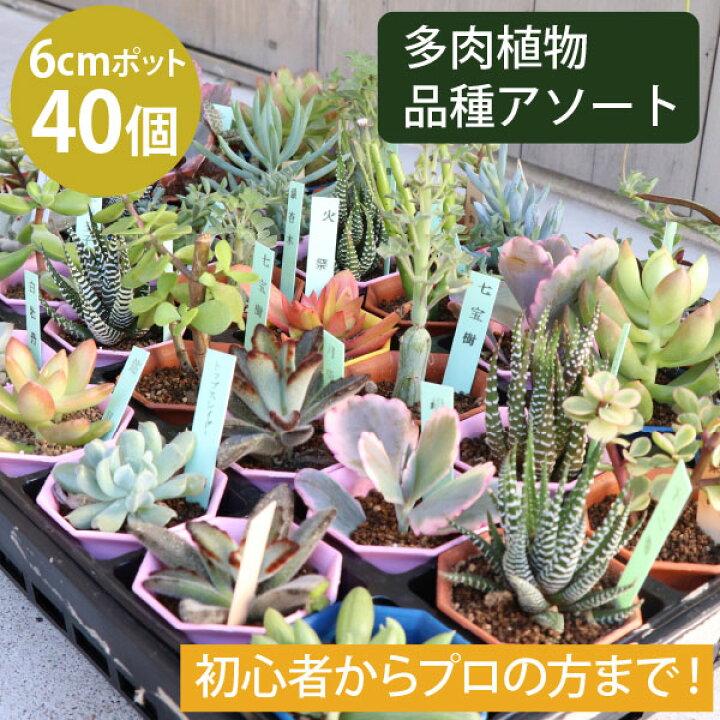 楽天市場 多肉植物 2寸 2号 6cmポット 40個 多肉 セット 苗 ノベルティ ギフト 記念品 景品 粗品 ケース 寄せ植え エケベリア カランコエ ハルオシア 初心者 入門 寄植え 品種 アソート おまかせ 市場直送 送料無料 お得 ケース販売 まとめ買い ミニ 寄植 大量
