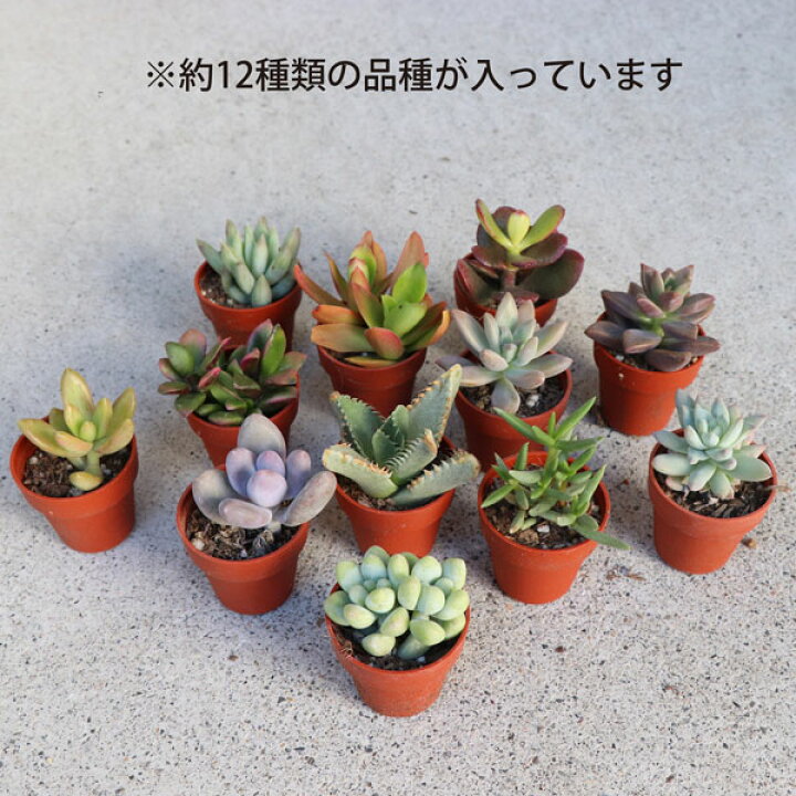 楽天市場】多肉植物 1寸 (1号 3cmポット) 72個 多肉 セット 苗  