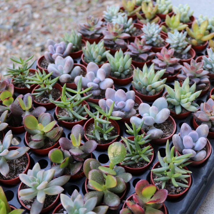 楽天市場 多肉植物 1寸 1号 3cmポット 72個 多肉 セット 苗 ノベルティ ギフト 記念品 景品 粗品 ケース 寄せ植え エケベリア カランコエ ハルオシア 初心者 入門 寄植え 品種 アソート おまかせ 市場直送 送料無料 お得 ケース販売 まとめ買い ミニ 寄植 大量