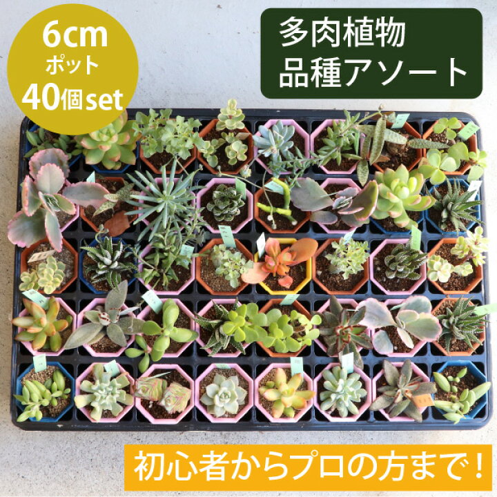 楽天市場 多肉植物 2寸 2号 6cmポット 40個 多肉 セット 苗 ノベルティ ギフト 記念品 景品 粗品 ケース 寄せ植え エケベリア カランコエ ハルオシア 初心者 入門 寄植え 品種 アソート おまかせ 市場直送 送料無料 お得 ケース販売 まとめ買い ミニ 寄植 大量 楽天市場 多肉植物 2寸 2号 6cmポット 40個 多肉 セット 苗 ノベルティ ギフト 記念品 景品 粗品 ケース 寄せ植え エケベリア カランコエ ハルオシア 初心者 入門 寄植え 品種 アソート おまかせ 市場直送 送料無料 お得 ケース販売 まとめ買い ミニ 寄植 大量