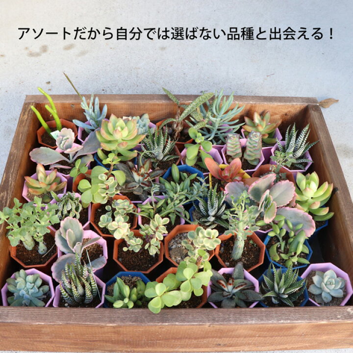 楽天市場 多肉植物 2寸 2号 6cmポット 40個 多肉 セット 苗 ノベルティ ギフト 記念品 景品 粗品 ケース 寄せ植え エケベリア カランコエ ハルオシア 初心者 入門 寄植え 品種 アソート おまかせ 市場直送 送料無料 お得 ケース販売 まとめ買い ミニ 寄植 大量