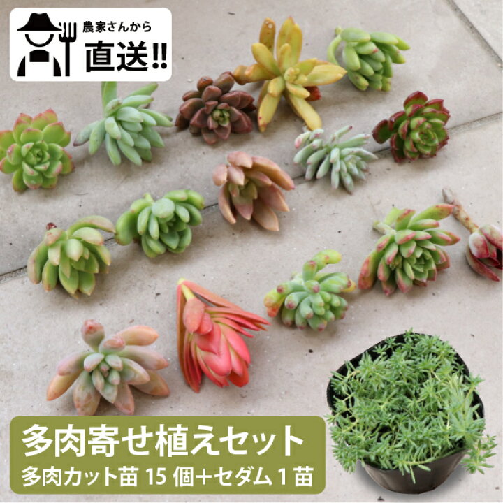 楽天市場】生産者直送！多肉カット苗（15個）とセダム1苗 寄せ植え 