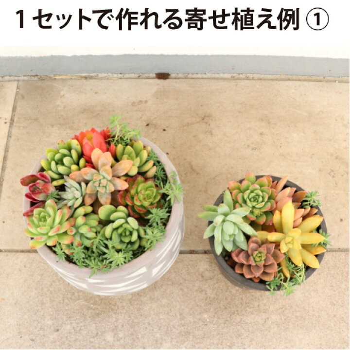 楽天市場】生産者直送！多肉カット苗（15個）とセダム1苗 寄せ植え 