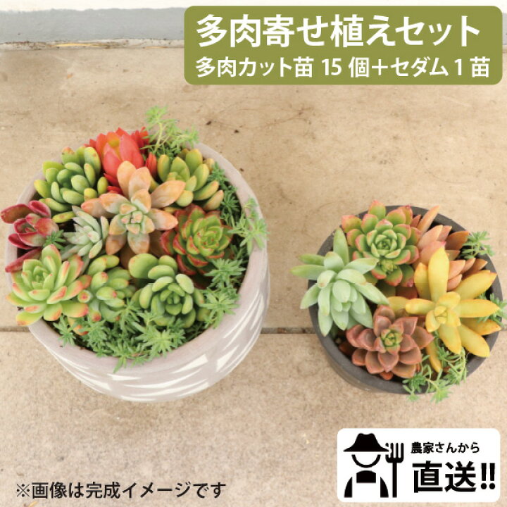 楽天市場】生産者直送！多肉カット苗（15個）とセダム1苗 寄せ植え 