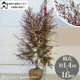 ［生産者直送］ティーツリー カッパーグロー メラレウカ　樹高約1.4～1.6m　送料無料　植木　庭木　苗木　垣根　シンボルツリー　ツゲの木　 人気　常緑低木　果樹　レプトスペルマム　オージープランツ　銅葉　常緑　根巻き［t］