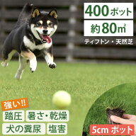 大量セット！【約80平方メートル用 400個セット】暑さ、乾燥、踏圧、ペットの糞尿に強い！西洋芝 ティフ…