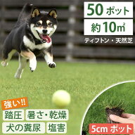 【約10平方メートル用 50個セット】ペットの尿害に強い！西洋芝 ティフトン419 ティフトン 芝苗 (5cm角ポ…