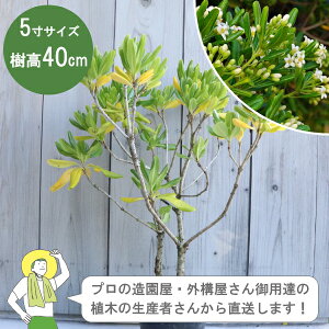 mYҒngx 30-40cm 15cm|bg _@_@A؁@Β Á@mIOn