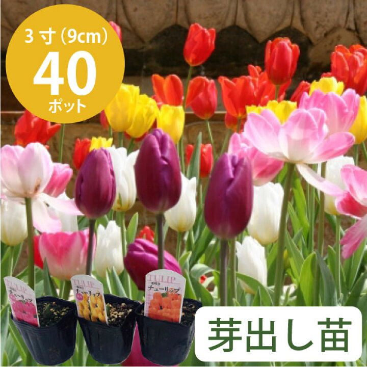 楽天市場 チューリップ 花苗 芽出し 苗 40個 セット 3寸 3号 9cmポット カラーミックス ケース販売 カラー ミックス 送料無料 球根 花壇 庭 冬植え 初心者 12月下旬以降植え付け カラフル 市場直送 学校 幼稚園 保育園 公園 大量 お色おまかせ ギフト 寄せ植え 芽出し