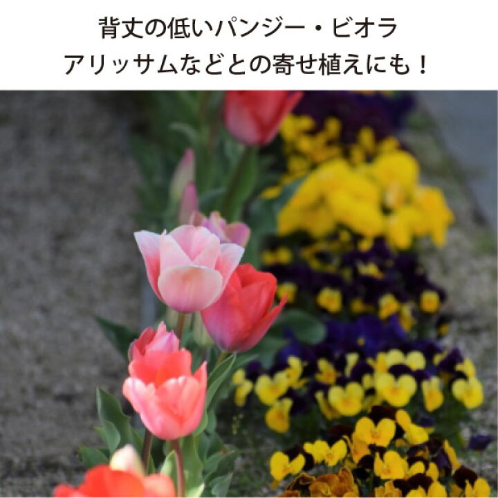 楽天市場 チューリップ 花苗 芽出し 苗 40個 セット 3寸 3号 9cmポット カラーミックス ケース販売 カラー ミックス 送料無料 球根 花壇 庭 冬植え 初心者 12月下旬以降植え付け カラフル 市場直送 学校 幼稚園 保育園 公園 大量 お色おまかせ ギフト 寄せ植え 芽出し