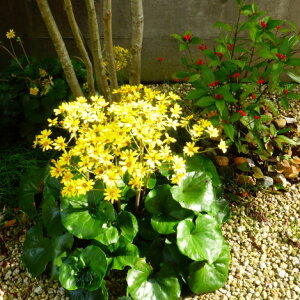 cuL Ε c 10`40 Zbg (3.5 10.5cm|bg) a A VF[hK[f [eiX  NOhJo[   ܂Ƃߔ O\   Av[`GNXeA 