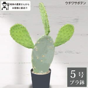 �E�`���T�{�e���@�T�{�e�� 5�����@1�� ��^�@�C���e���A�@������� ���A���@ �_�꒼���mG�n�@�l�C�@�������@���I�@���b�N�K�[�f���@�h���C�K�[�f��