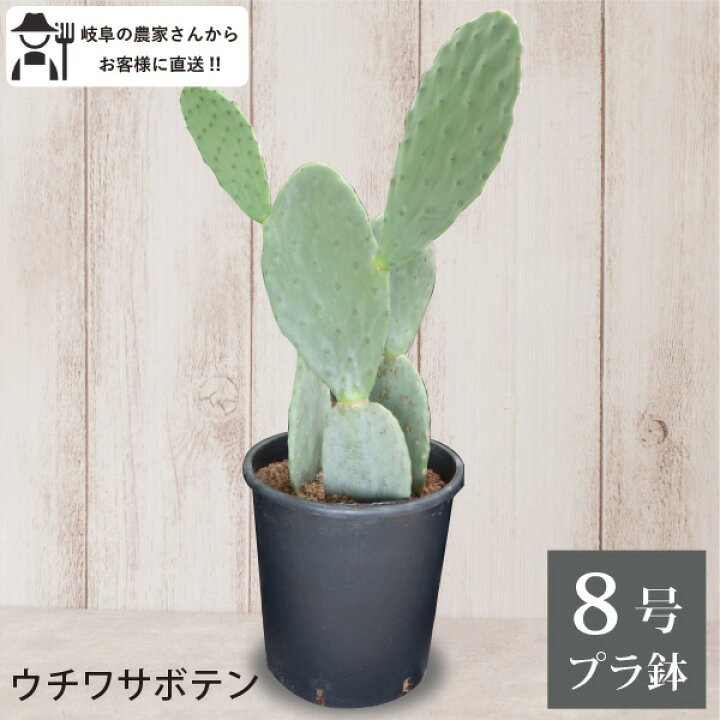 楽天市場】ウチワサボテン 8号鉢 1鉢 プラ鉢 観葉植物 室内 新築祝い 