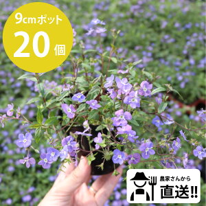 ベロニカ 花の人気商品 通販 価格比較 価格 Com