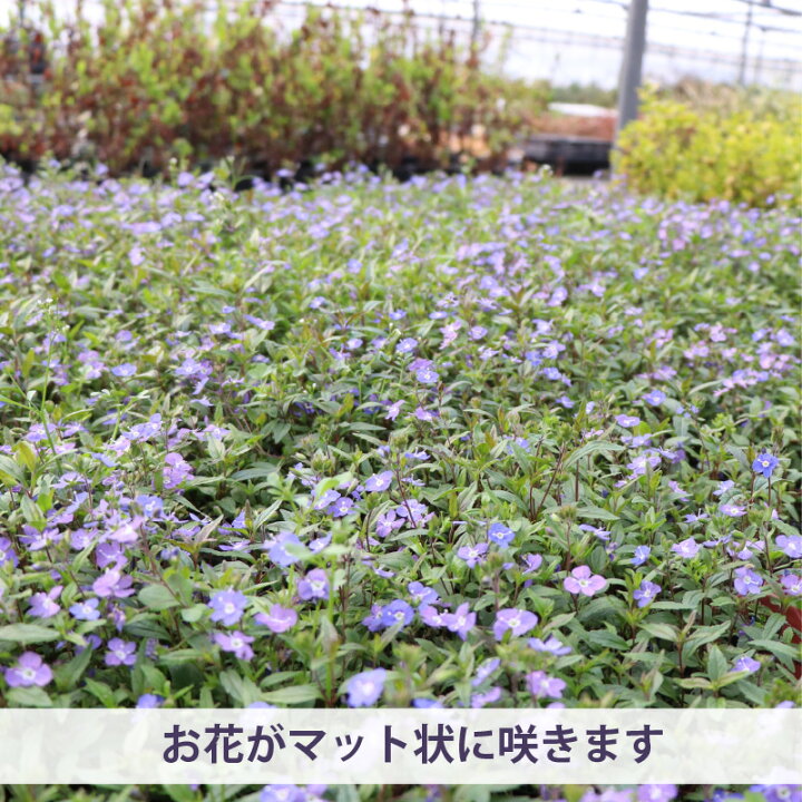 楽天市場 ベロニカ オックスフォードブルー 苗 個 セット 無農薬栽培 3 3 5号 9 10 5cmポット 青い花 グランドカバー ケース販売 常緑 多年草 生産者直送 下草 大量 まとめ買い 外構 庭 玄関 アプローチ エクステリア ガーデン セルフ イングリッシュガーデン