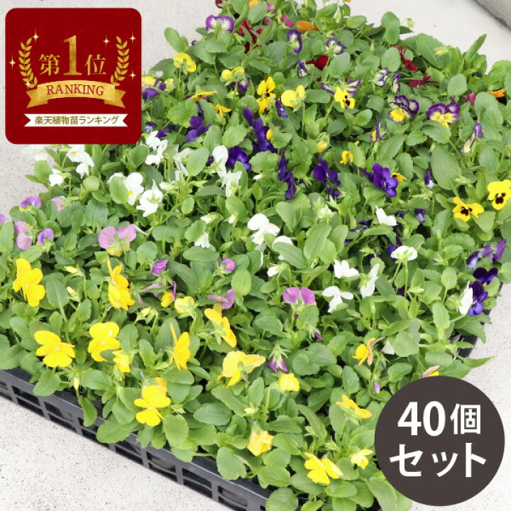楽天市場 春までお花が咲く ビオラ 花苗 カラーミックス 40個 セット 3寸 3号 9cmポット 一年草 冬 まとめ買い 40株 色 おまかせ ケース販売 冬の花苗 ガーデン ギフト 花壇 大量 市場直送 苗市場直送 送料無料 お得 セット販売 寄せ植え ハンギング ヴィオラ ソラニワ 楽天市場 春までお花が咲く ビオラ 花苗 カラーミックス 40個 セット 3寸 3号 9cmポット 一年草 冬 まとめ買い 40株 色 おまかせ ケース販売 冬の花苗 ガーデン ギフト 花壇 大量 市場直送 苗市場直送 送料無料 お得 セット販売 寄せ植え ハンギング ヴィオラ ソラニワ