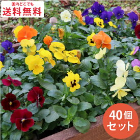 ビオラ 花苗 カラーミックス 40個 セット (3号 9cmポット) 一年草　冬 まとめ買い 40株 色 ケース販売 冬の花苗花壇 大量 送料無料 お得 セット販売 寄せ植え ハンギング　ヴィオラ [H]