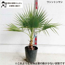 楽天市場】ワシントンヤシ（高さ（植物）71 ～ 130.9cm）の通販