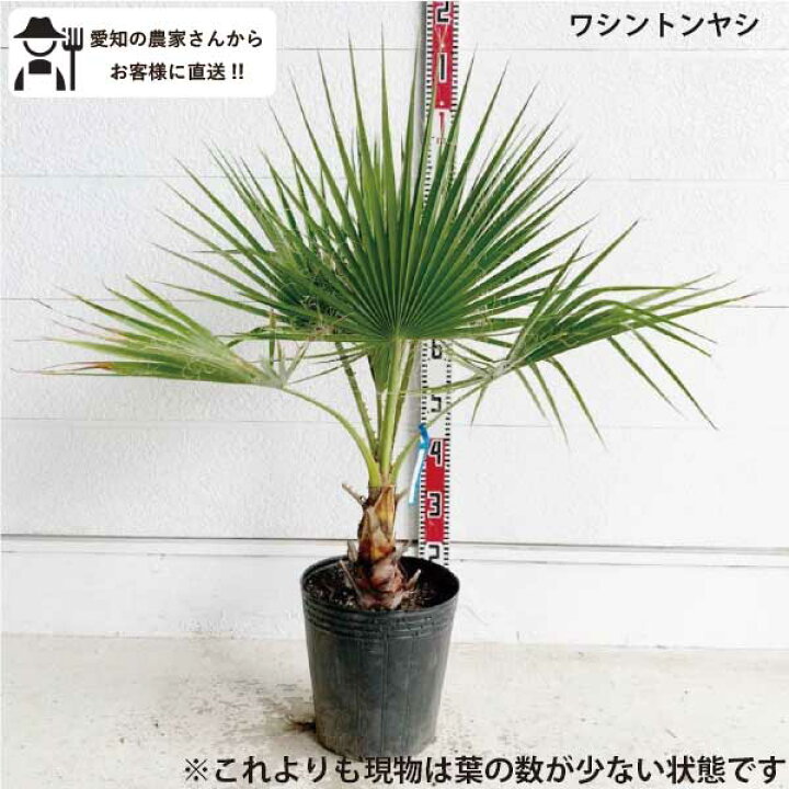 楽天市場】［生産者直送］ワシントンヤシ 樹高約0.9m 送料無料 庭木 