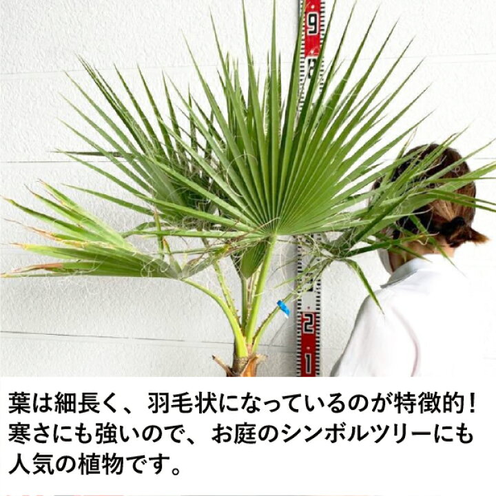 楽天市場】［生産者直送］ワシントンヤシ 樹高約1m 送料無料 庭木 苗木 