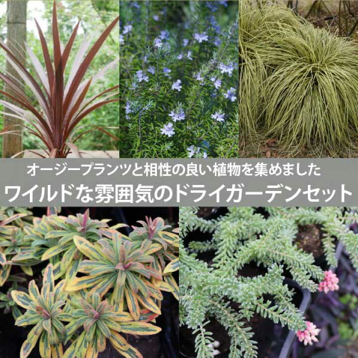 楽天市場】ロックガーデンセット ［C］5種7個セット オージープランツ  