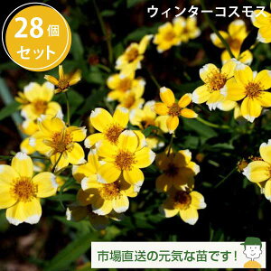 ԕc EC^[RXX rfX 28Zbg (3 9cm|bg) 3CG[n~bNX P[X̔@H̉Ԓd@H̉ԁ@EB^[RXX