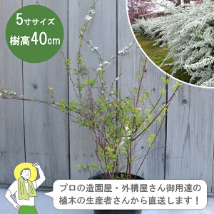 mYҒnLiM 40cm 15cm|bg VcP@@A؁@t Á@mIOn