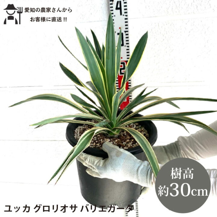 楽天市場】［生産者直送］ユッカ グロリオサ バリエガータ 樹高約30cm 