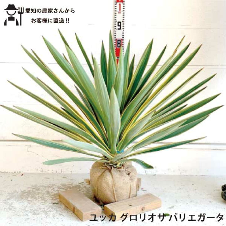楽天市場】［生産者直送］ユッカ グロリオサ バリエガータ 大株 根巻苗 