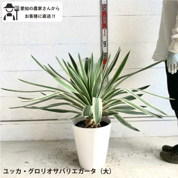 楽天市場】［生産者直送］ユッカ グロリオサ バリエガータ 大株 樹高約 
