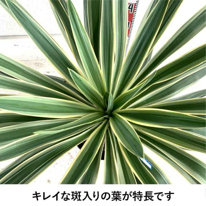 楽天市場】［生産者直送］ユッカ グロリオサ バリエガータ 大株 樹高約 