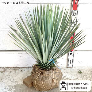 mYҒnbJ Xg[^ 劔 c 40-60cm؁@c؁@A@lC@bNK[f hCK[fE[c@I[W[vc@LVR@X^CbV@