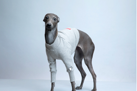 イタグレ　ウィペット　浴衣　グレー イタグレ ウィペット 浴衣 GIRLS （イタグレ ウィペット 浴衣 GIRLS