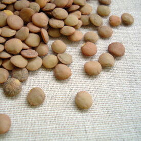 レンズ豆 1kg アメリカ産