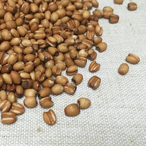 ͂Ɣ 1kg(500g×2) 2024NY ߘa6NY Y ngM ͂Ƃނ