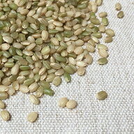 緑米 1kg 2025年産 令和7年産 愛媛県産