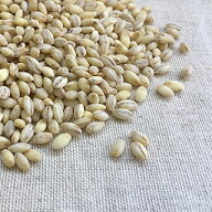 国産 白もち麦【5kg】