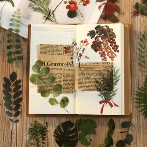 Naturalphotographseries@V[ (s51)40 t[NV[ XebJ[ A  傫 PET   mg[  ϗtA [J V_ u[P  A  X}z 蒠 fR R