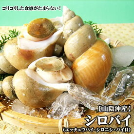 【スピード出荷】鳥取県産 シロバイ[生]（大サイズ）500gセット(3-6個程度入)【お刺身・煮つけ♪】