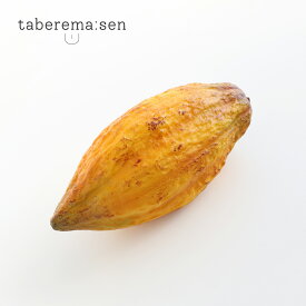 食べられない カカオ ポッド（カカオの実）イエロー｜カカオ チョコ ショコラ チョコレート 食品サンプル サンプル品 レプリカ 見本 造花 フェイク 展示 材料 店舗 装飾 ディスプレイ フルーツ バレンタイン ギフト プレゼント 食べれません taberemasen