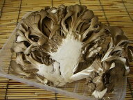 【中部地方産】有機又は自然農法まいたけ　1パック(約100g)