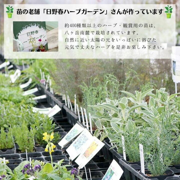 楽天市場 ハーブ栽培キット ガーデニング プレゼント ハーブ 苗 家庭菜園 寄せ植え 栽培 ハーブガーデン 花苗 キット 蓼科プランツ 楽天市場店