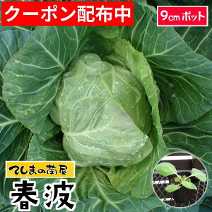 �y�Ă��܂̕c�z �L���x�c�c �t�g 9cm�|�b�g �t�ؕc