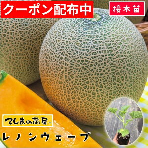 �y�Ă��܂̕c�z �������c ���m���E�F�[�u �f���ږؕc 9cm�|�b�g �y�l�C�z