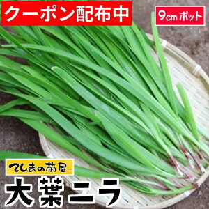 �y�Ă��܂̕c�z �j���c ��t�j�� 9cm�|�b�g