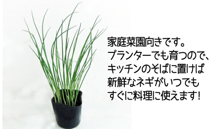 野菜の苗 送料無料 22年10月上旬予約 ネギ苗